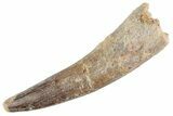 Fossil Spinosaurus Tooth - Real Dinosaur Tooth #368016-1